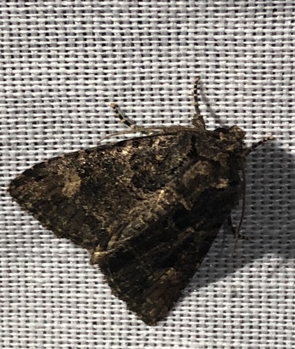 iNaturalist observation photo of Aseptis