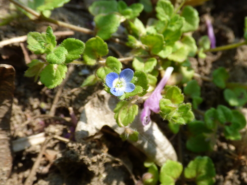 Veronica opaca iNat (1)