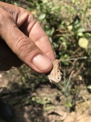 Pharneuptychia phares