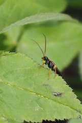 Pamphilius sylvaticus