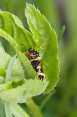 Pamphilius sylvaticus