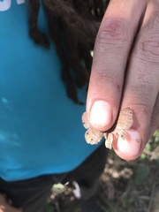 Pharneuptychia phares