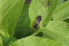 Pamphilius sylvaticus