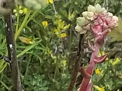 Dudleya farinosa