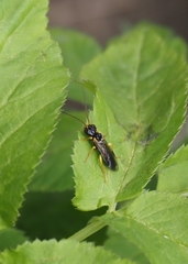 Pamphilius sylvaticus