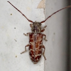 Eupogonius tomentosus