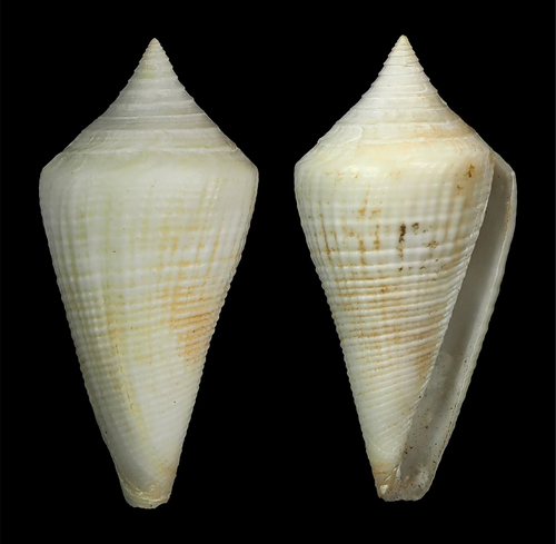 Conus cancellatus observed 2012-08-17