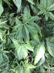 Syngonium angustatum