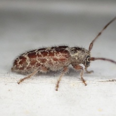 Eupogonius tomentosus