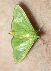 Parotis punctiferalis
