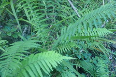 Christella gueintziana