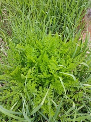 Oenanthe crocata