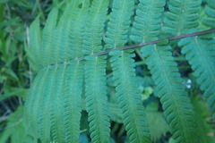 Christella gueintziana