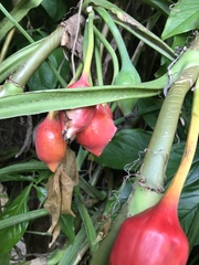 Syngonium angustatum