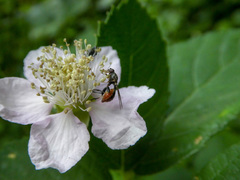 Sphegina