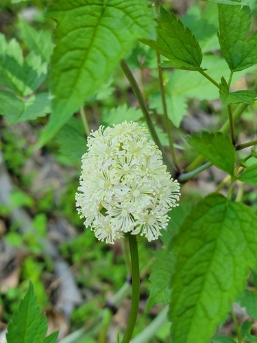 White baneberry (Actaea pachypoda)