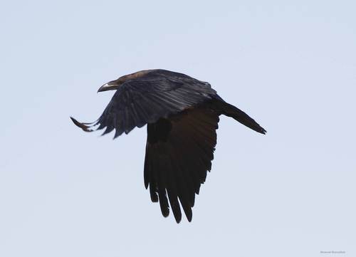 Cuervo desertícola (Corvus ruficollis)