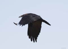 Corvus ruficollis
