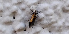 Schiffermuelleria schaefferella