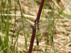 Leucorrhinia intacta