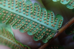Christella gueintziana