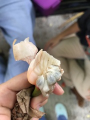 Syngonium angustatum