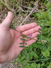 Vicia sativa