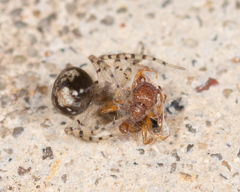 Oecobius