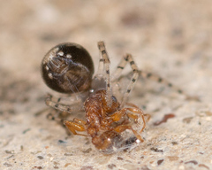Oecobius