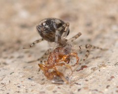 Oecobius