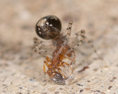 Oecobius