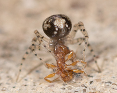 Oecobius