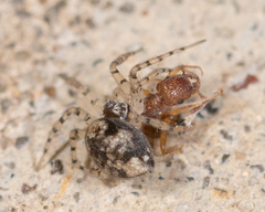 Oecobius