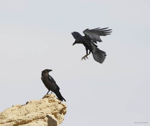 Cuervo desertícola (Corvus ruficollis)