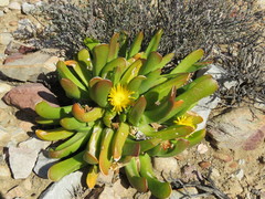 Glottiphyllum regium