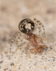 Oecobius
