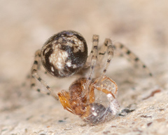 Oecobius