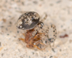 Oecobius