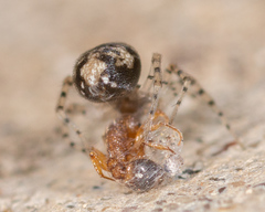 Oecobius
