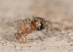 Oecobius