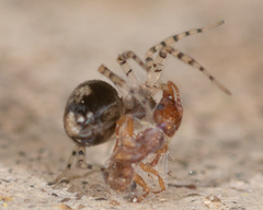 Oecobius