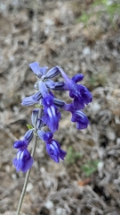 Salvia farinacea
