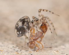 Oecobius