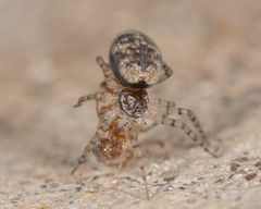 Oecobius
