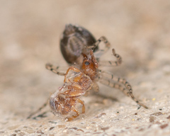 Oecobius