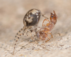 Oecobius