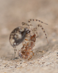 Oecobius