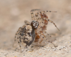 Oecobius