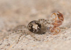 Oecobius