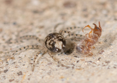 Oecobius